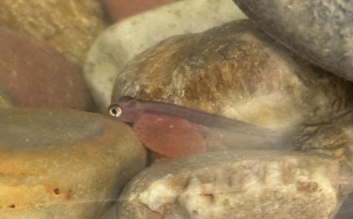 A newly hatched salmon fry. 